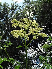 sambucus mexicana